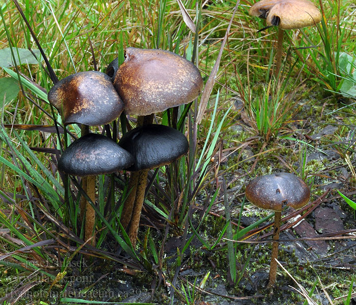 Hypholoma ericaeum Heidezwavelkop Maślanka wrzosowa