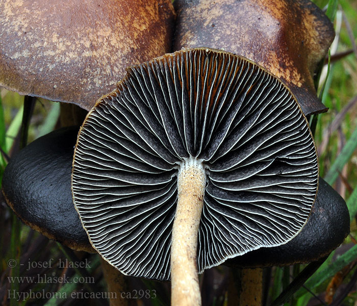 Hypholoma ericaeum Strapcovka vresovcová Гифолома прямая