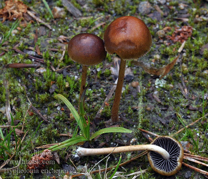 Třepenitka vřesová Hypholoma ericaeum