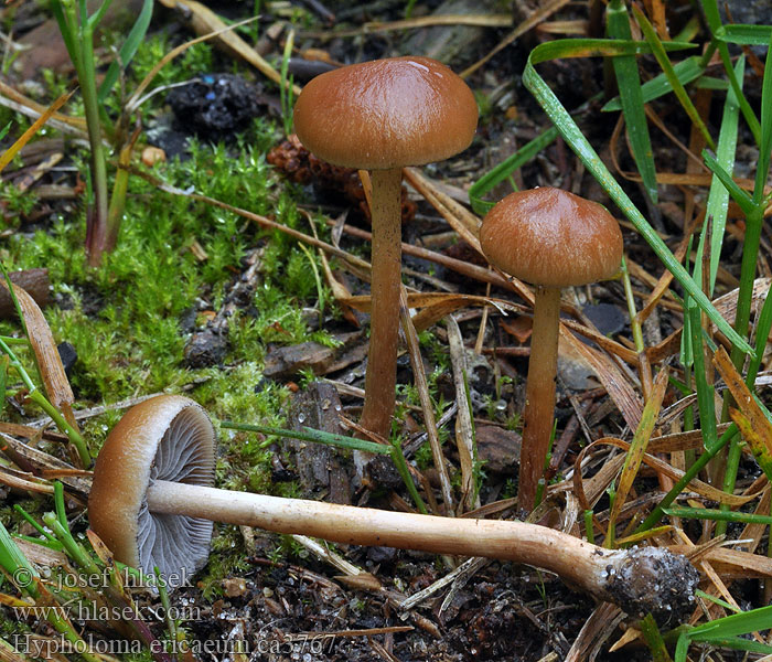 Heideschwefelkopf Hypholoma ericaeum