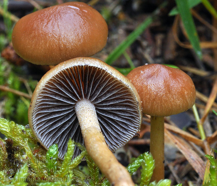 Heidezwavelkop Hypholoma ericaeum