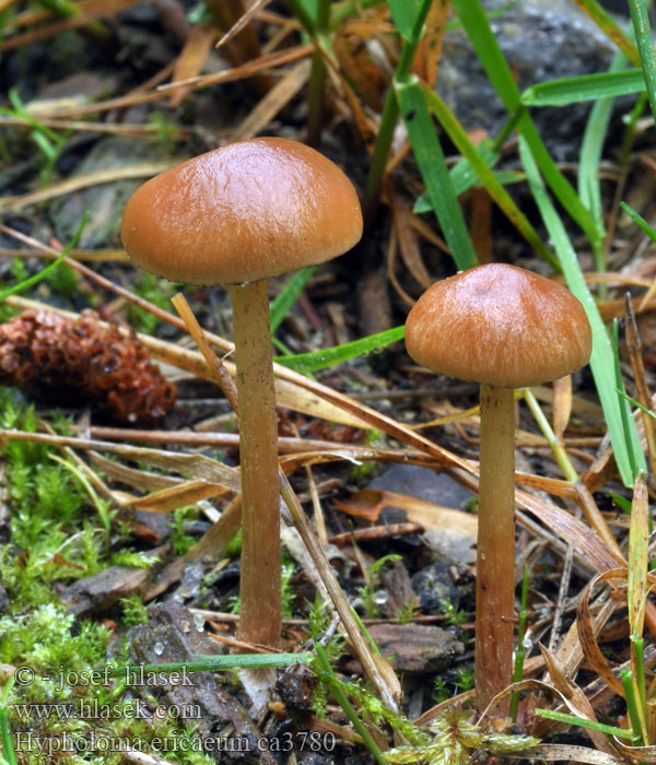 Maślanka wrzosowa Hypholoma ericaeum