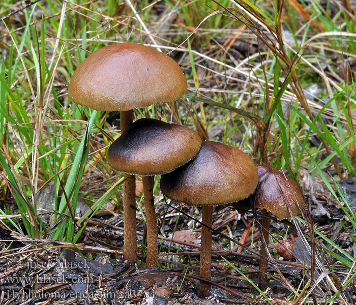 Strapcovka vresovcová Hypholoma ericaeum