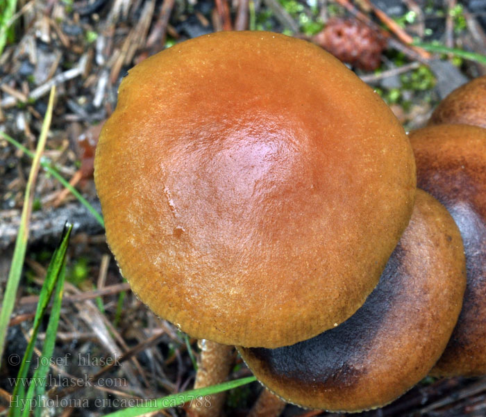 Гифолома прямая Hypholoma ericaeum