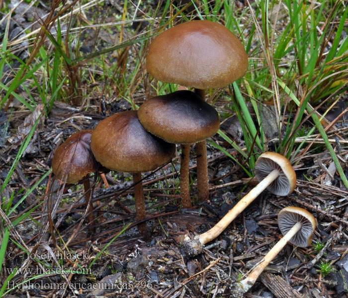 Hypholoma ericaeum