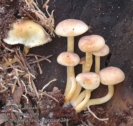 Hypholoma fasciculare aa6234