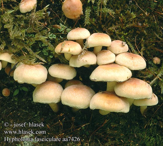 Hypholoma fasciculare aa7426