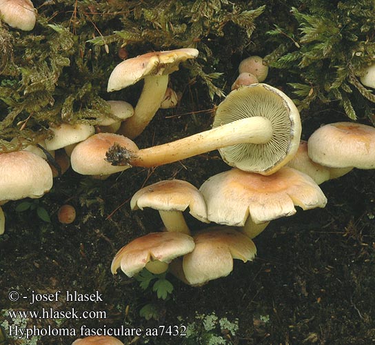 Hypholoma fasciculare aa7432