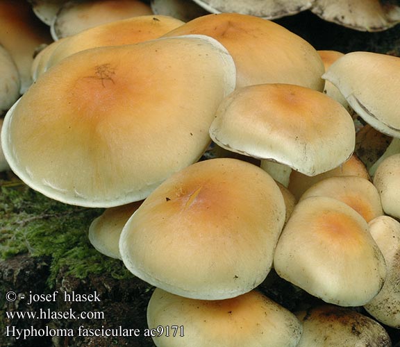 Hypholoma fasciculare ac9171