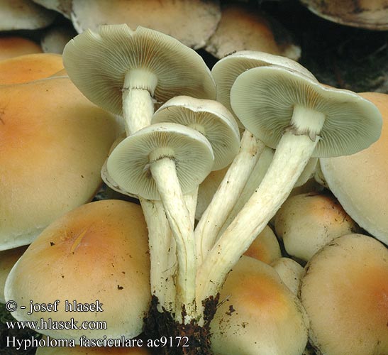 Hypholoma fasciculare ac9172