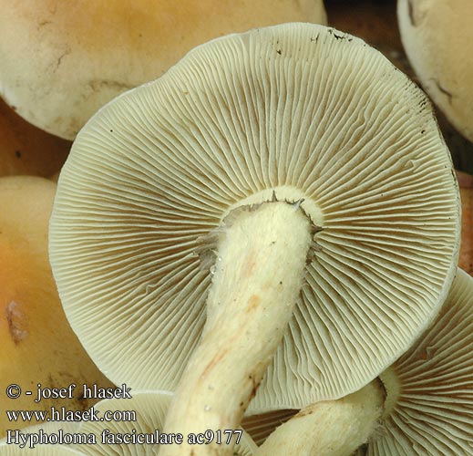 Hypholoma fasciculare ac9177