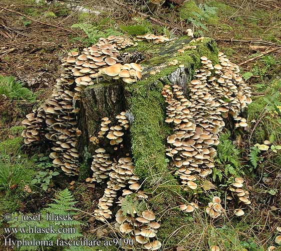 Hypholoma fasciculare Grünblättriger Schwefelkopf Bitterer