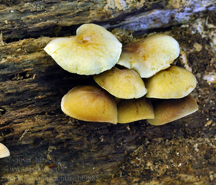 Hypholoma fasciculare Třepenitka svazčitá