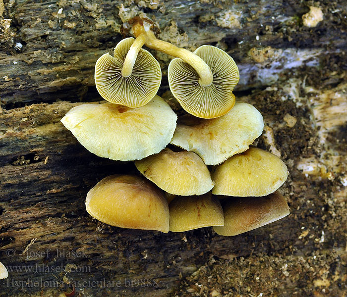 Hypholoma fasciculare Hypholome touffe