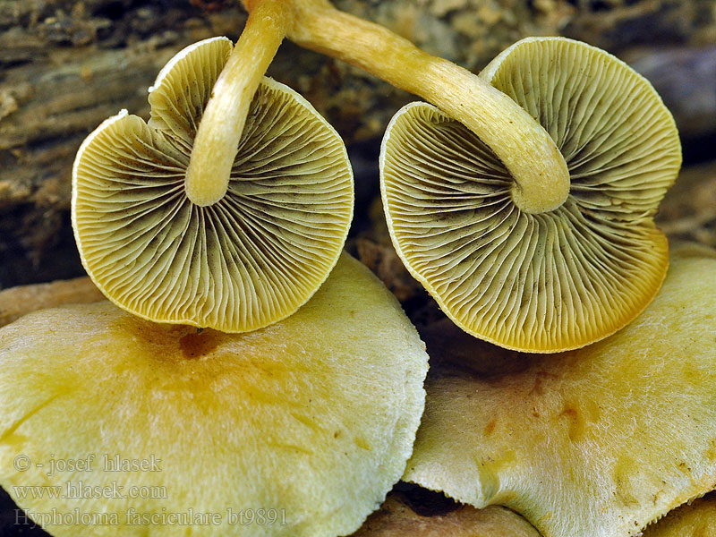 Hypholoma fasciculare Hifoloma láminas verdes