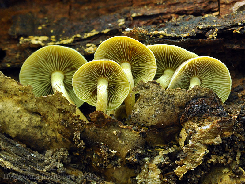 Hypholoma fasciculare Falso Chiodino