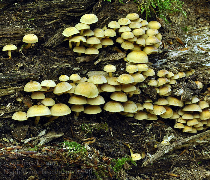 Hypholoma fasciculare Gewone zwavelkop