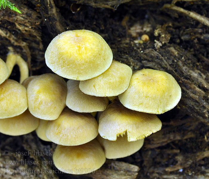 Hypholoma fasciculare Ложноопенок серно-желтый