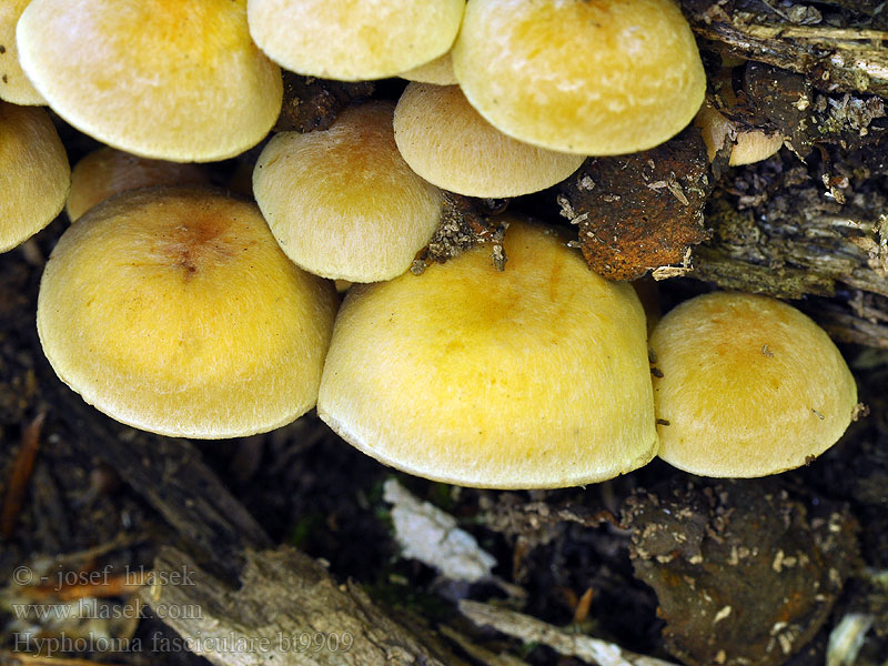 Hypholoma fasciculare Maślanka wiązkowa