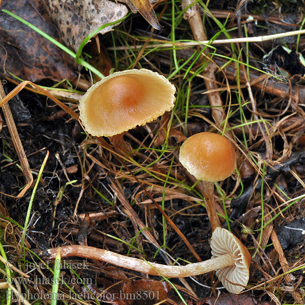 Hypholoma laeticolor Psilocybe Freudiggefärbter Schwefelkopf Гифолома