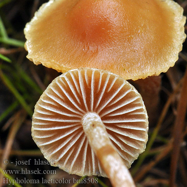 Hypholoma laeticolor bm8508