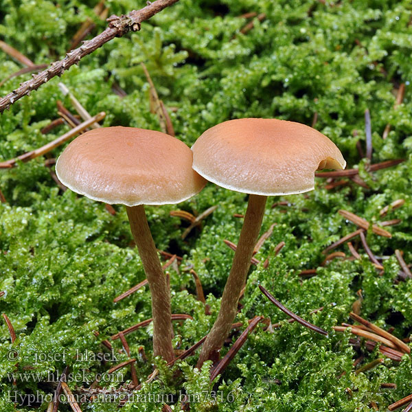 Hypholoma marginatum Psilocybe marginata Snakeskin Brownie