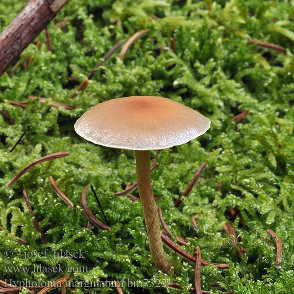 Hypholoma marginatum bm7322