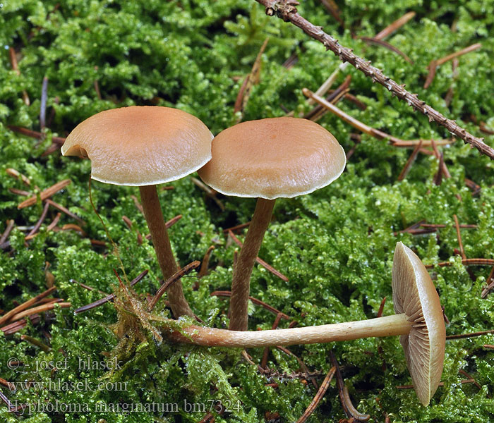 Hypholoma marginatum bm7324