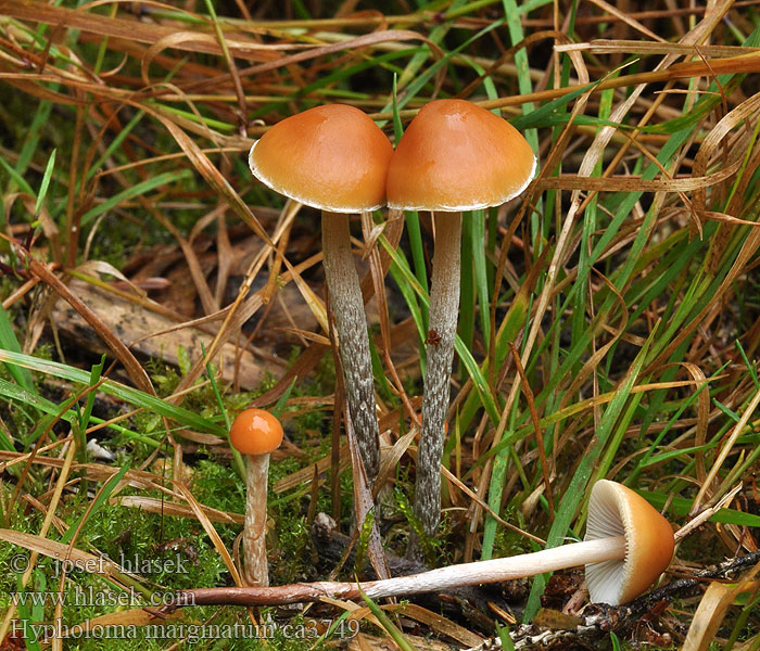 Třepenitka roztroušená Hypholoma marginatum