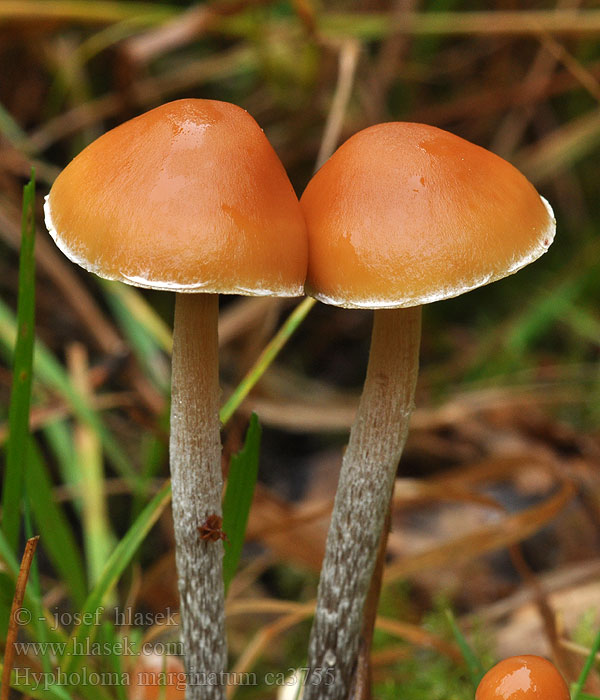 Гифолома окаймлённая Hypholoma marginatum