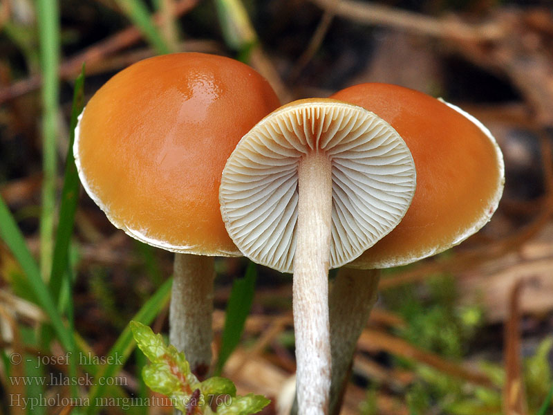 Natternstieliger Schwefelkopf Hypholoma marginatum