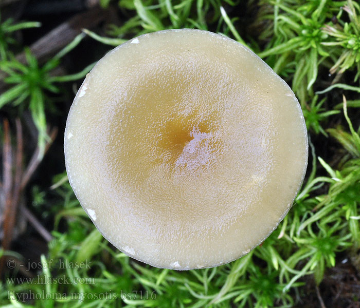 Hypholoma myosotis Hemipholiota Třepenitka pomněnková