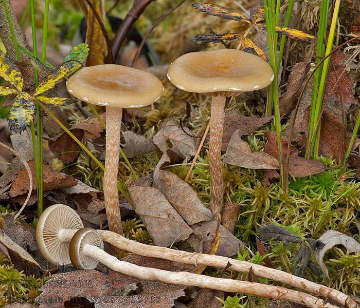 Třepenitka pomněnková Hypholoma myosotis