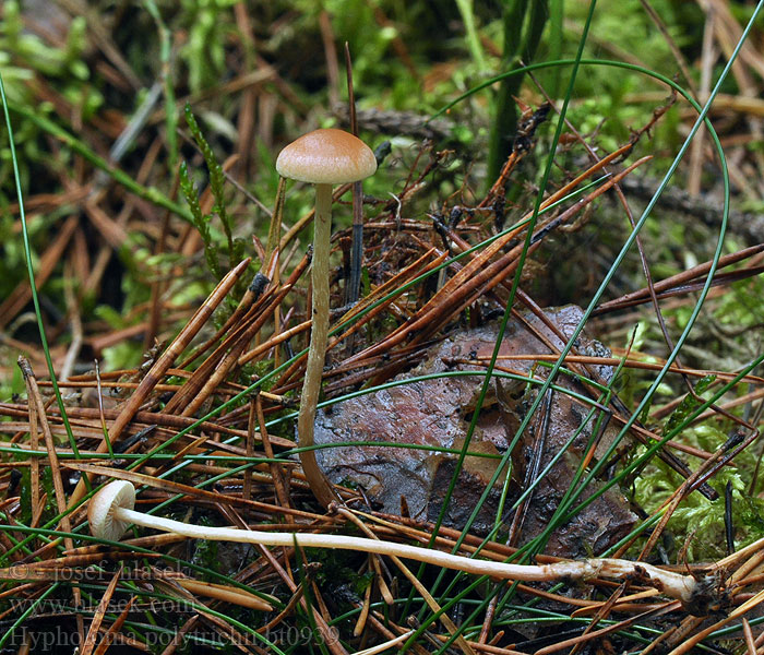 Hypholoma polytrichii Třepenitka ploníková