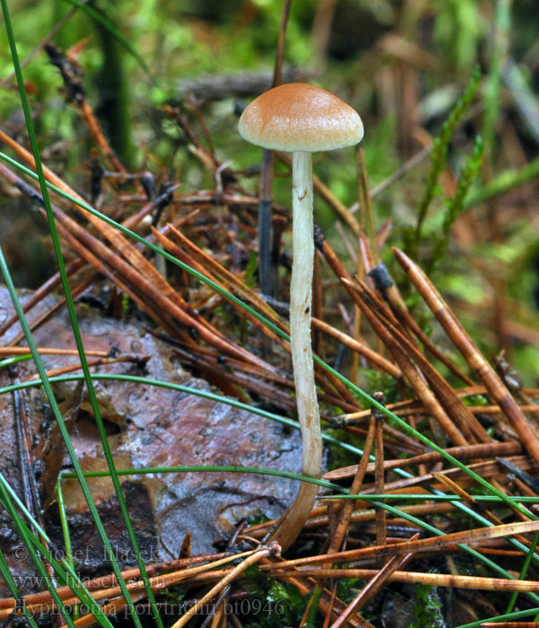 Hypholoma polytrichii Haarmoszwavelkop Strapcovka ploníková