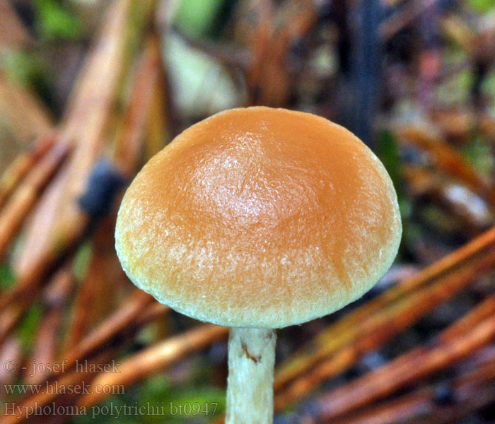 Hypholoma polytrichii Mosslöjskivling Karhunsammallahokka