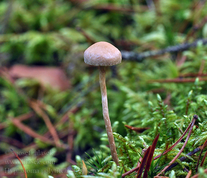 Třepenitka ploníková Hypholoma polytrichii