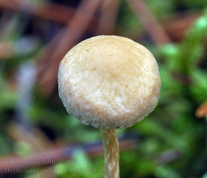 Haarmoszwavelkop Hypholoma polytrichii