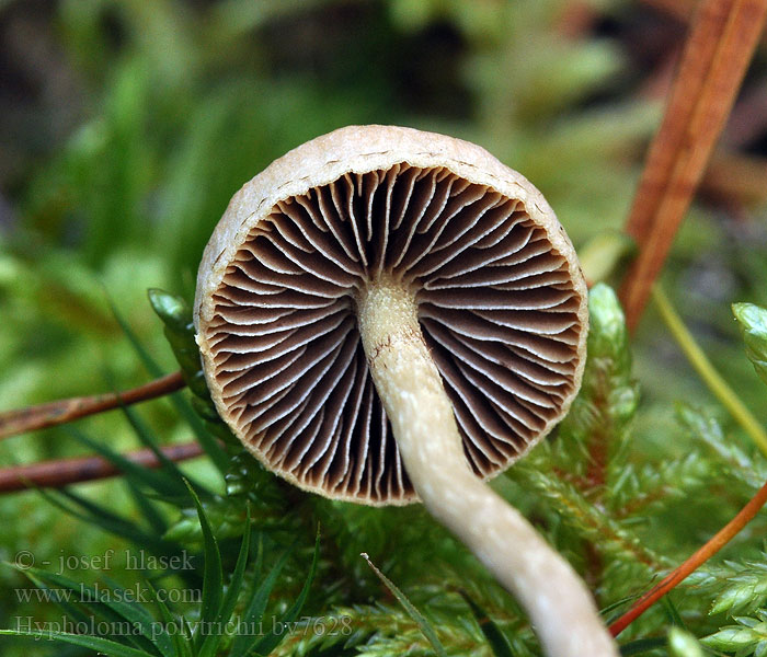 Strapcovka ploníková Hypholoma polytrichii