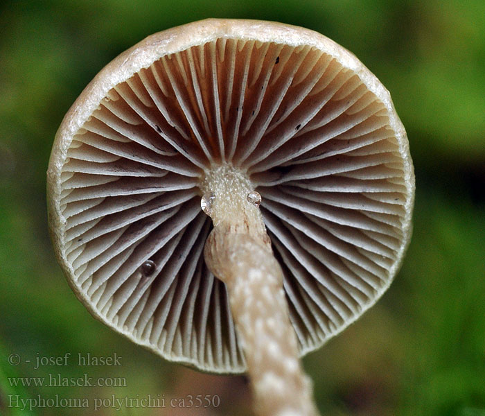 Třepenitka ploníková Hypholoma polytrichii