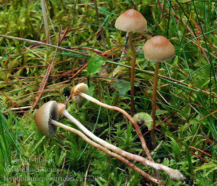 Haarmoszwavelkop Hypholoma polytrichii