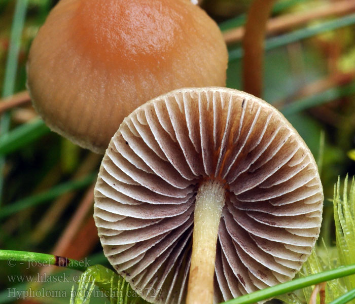 Strapcovka ploníková Hypholoma polytrichii