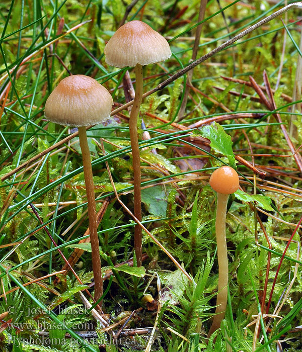 Mosslöjskivling Hypholoma polytrichii