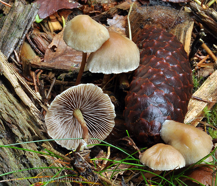 Karhunsammallahokka Hypholoma polytrichii