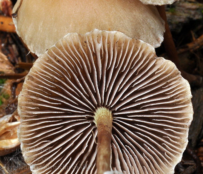 Ложноопёнок серно-жёлтый Hypholoma polytrichii