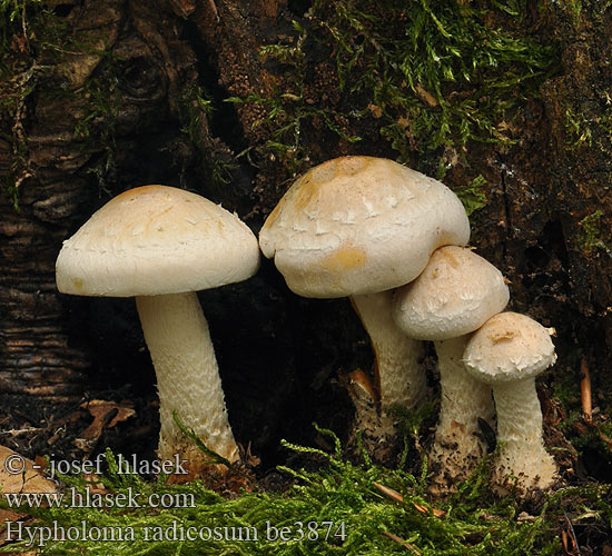 Hypholoma radicosum Rooting Brownie Třepenitka kořenující Pælerods-svovlhat Juurtolahokka Hypholome radicant Stinkzwavelkop Wurzelnder Schwefelkopf Rotsvovelsopp Maślanką korzeniastą  Łysiczka Ложноопенок коренастый Strapcovka koreňujúca Rotslöjskivling