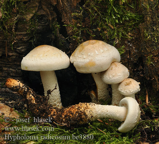 Hypholoma radicosum be3880