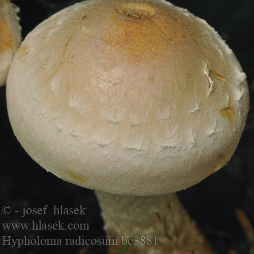 Hypholoma radicosum be3881