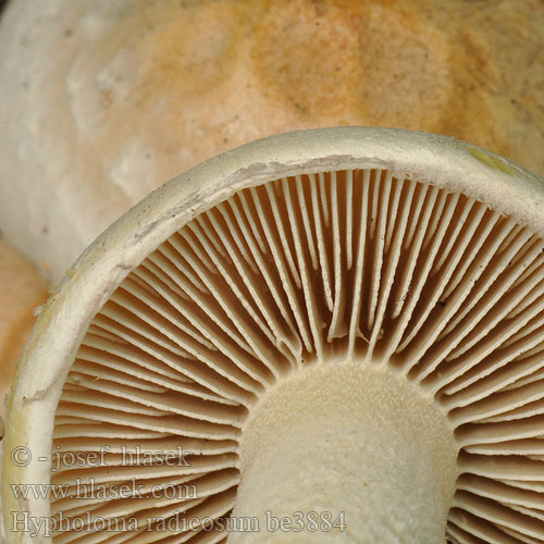 Ложноопенок коренастый Strapcovka koreňujúca Rotslöjskivling Hypholoma radicosum Rooting Brownie Třepenitka kořenující Pælerods-svovlhat Juurtolahokka Hypholome radicant Stinkzwavelkop Wurzelnder Schwefelkopf Rotsvovelsopp Maślanką korzeniastą  Łysiczka