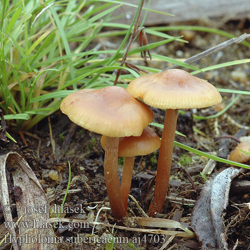 Hypholoma subericaeum Agaricus Teichrand-Schwefelkopf